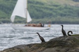 cormorants whyw18 fri gjmc 9300w